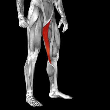 upper legs anatomy clipart