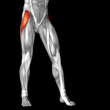 insan üst bacaklar anatomisi