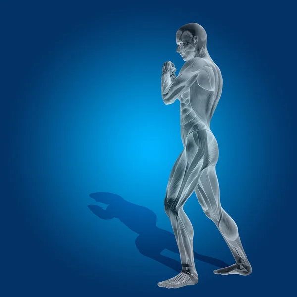 Kavram ya da kavramsal stong insan ya da adam 3d anatomi vücut kas sağlık veya spor üzerinde mavi arka plan ile — Stok fotoğraf