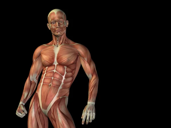 Koncept eller begreppsmässig stong mänskliga eller man 3d anatomy överkroppen med muskel för hälsa eller sport isolerad på svart bakgrund — Stockfoto