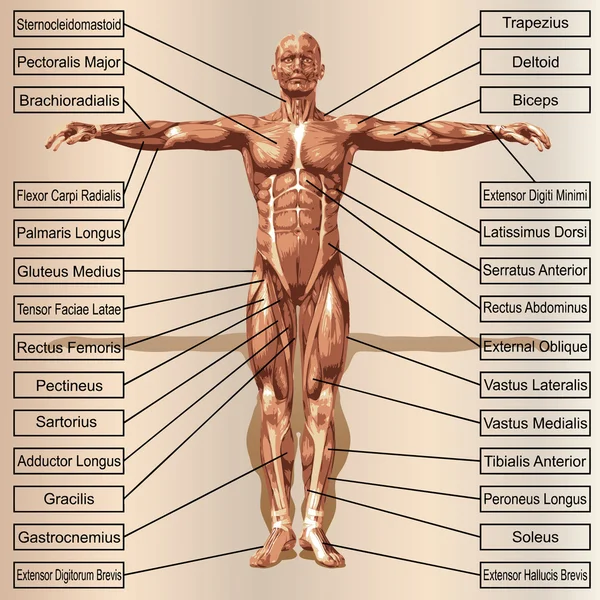 Концепция или концептуальная 3D мужская или человеческая анатомия, человек с мускулами и текстом на бежевом винтажном фоне — стоковое фото