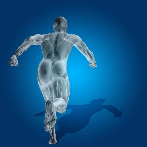 Concepto o conceptual fuerte cuerpo de anatomía humana o humana 3D con músculo para la salud o el deporte sobre fondo azul — Foto de Stock