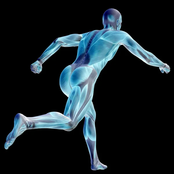 3D ανθρώπινα ή άνθρωπος με μυών για την ανατομία ή αθλητισμό σχέδια. Ένα αρσενικό που απομονώνονται σε μαύρο φόντο — Φωτογραφία Αρχείου