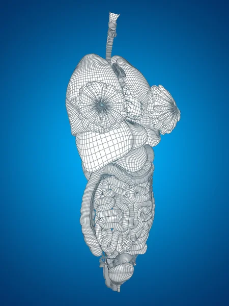 Concept conceptual anatomical human woman 3D black wireframe mesh digestive system on blue background — Stock Photo, Image