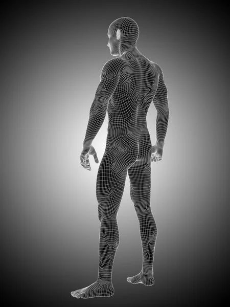 Anatomía masculina o masculina del concepto o conceptual de la malla 3d o del wireframe parada sobre fondo blanco y negro —  Fotos de Stock