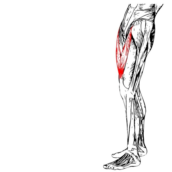 Anatomie des menschlichen Oberschenkels — Stockfoto