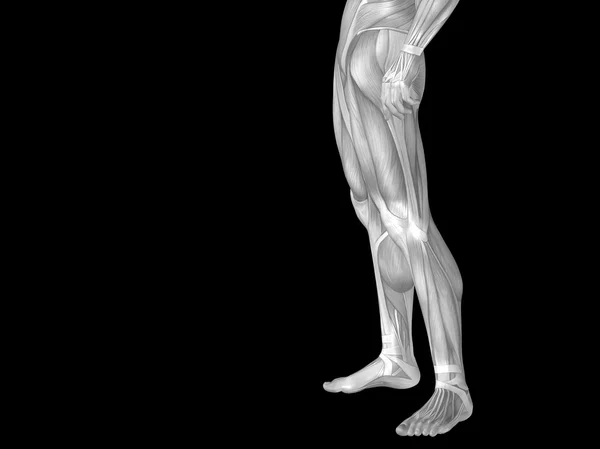 Concept of conceptuele stong menselijke of lagere lichaam van man 3d anatomie met spier voor de gezondheid of sport geïsoleerd op zwarte achtergrond — Stockfoto