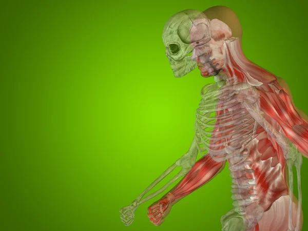 Concepto de anatomía o conceptual hombre humano médico o salud cuerpo pecho, cabeza verde brillante fondo —  Fotos de Stock