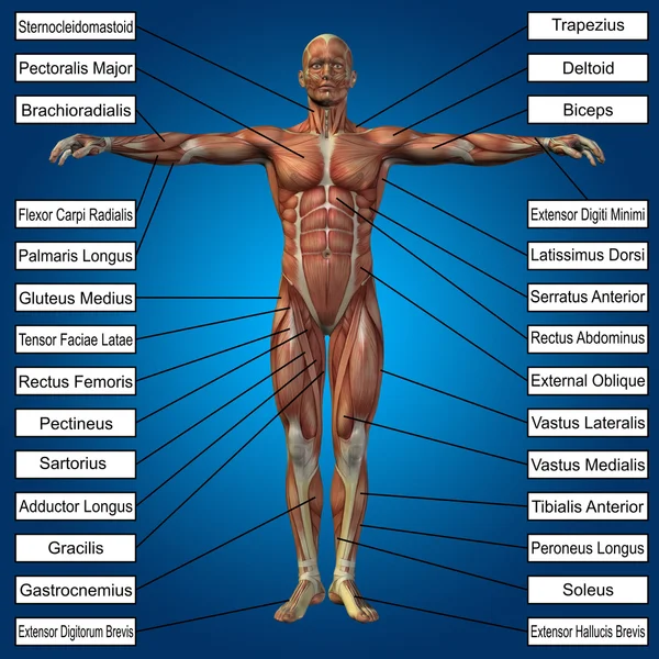 概念或概念的 3d 男性或人类解剖学，一个男人与肌肉和蓝色渐变背景上的文字 — 图库照片