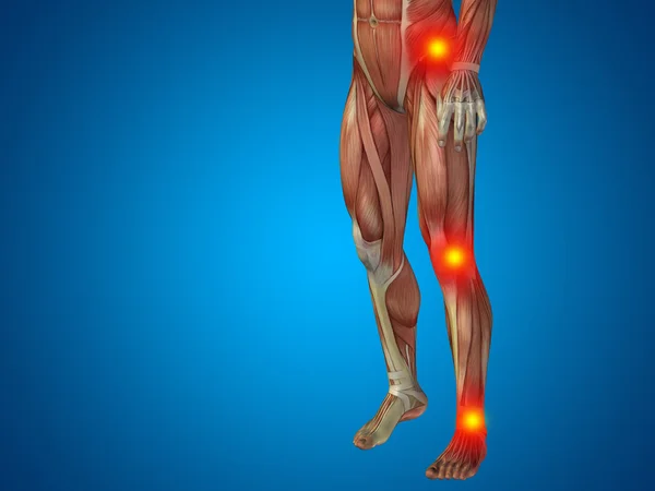 Nižší tělo lidské anatomie — Stock fotografie