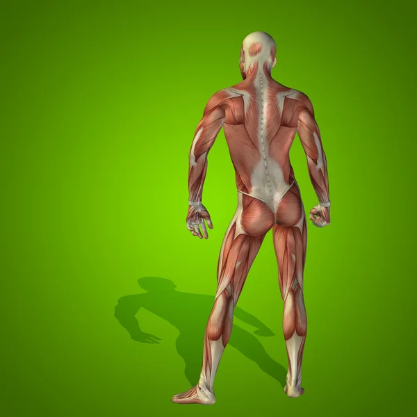 概念或概念强人类或健康或绿色背景下的运动肌的三维解剖人体 — 图库照片
