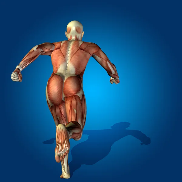 Концепція або концептуальне людське або чоловіче 3D анатомічне тіло з м'язами на синьому фоні — стокове фото