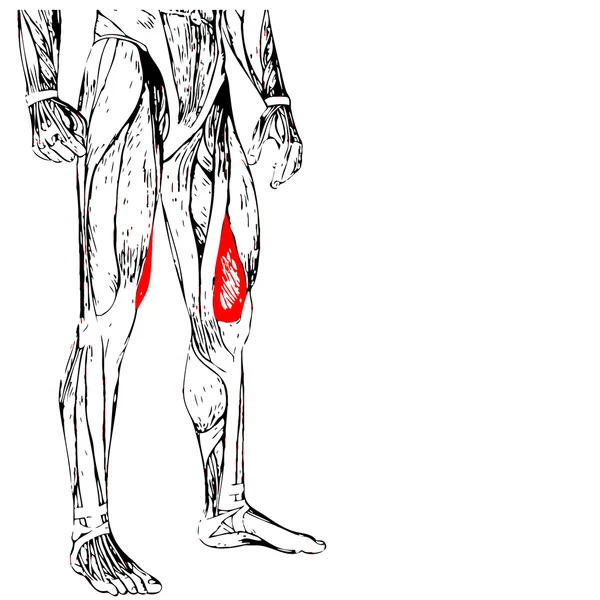 Anatomia das pernas superiores — Fotografia de Stock