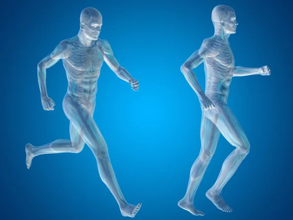 Concept or conceptual 3D human man or male skeleton anatomy transparent body over blue gradient — Stock Photo, Image