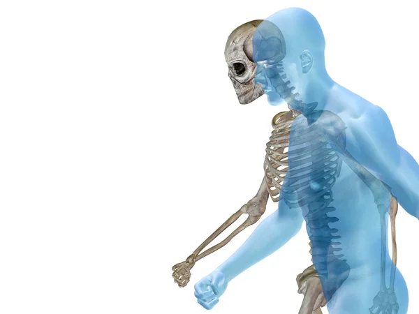 3d Ανατομία των ανθρώπων ή αρσενικό με οστά ή σκελετός και προσώπου ή κρανίου λεπτομέρειες που απομονώνονται σε λευκό φόντο — Φωτογραφία Αρχείου