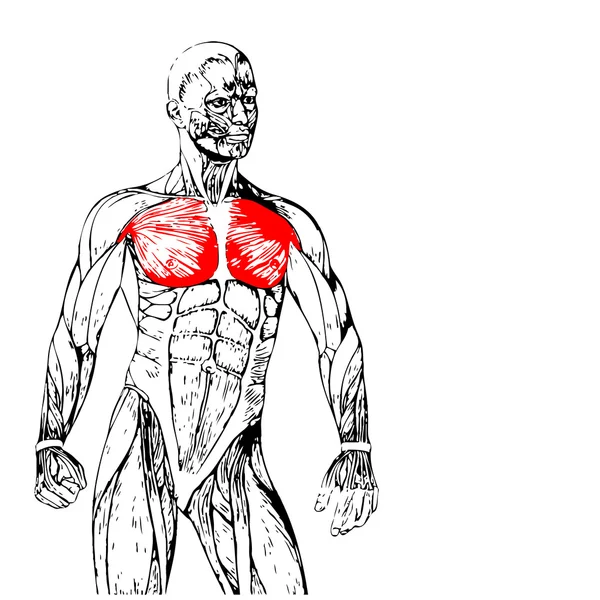 Anatomía humana en el pecho —  Fotos de Stock