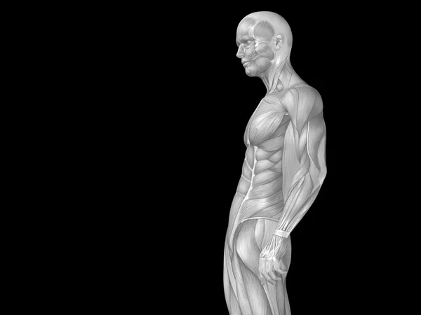 Conceito ou conceitual stong humano ou homem anatomia 3D parte superior do corpo com músculo para a saúde ou esporte isolado em fundo preto — Fotografia de Stock