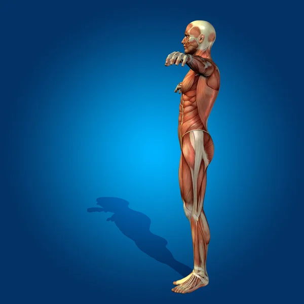 Conceito ou conceitual stong humano ou homem anatomia 3D corpo com músculo para a saúde ou esporte sobre fundo azul — Fotografia de Stock