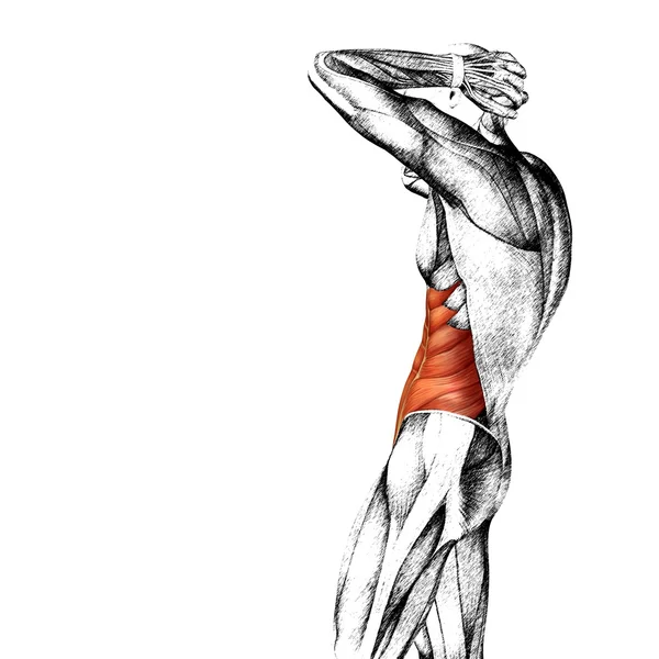 Kavram ya da kavramsal 3d göğüs insan anatomisi veya anatomik ve kas kroki üzerinde izole beyaz arka plan