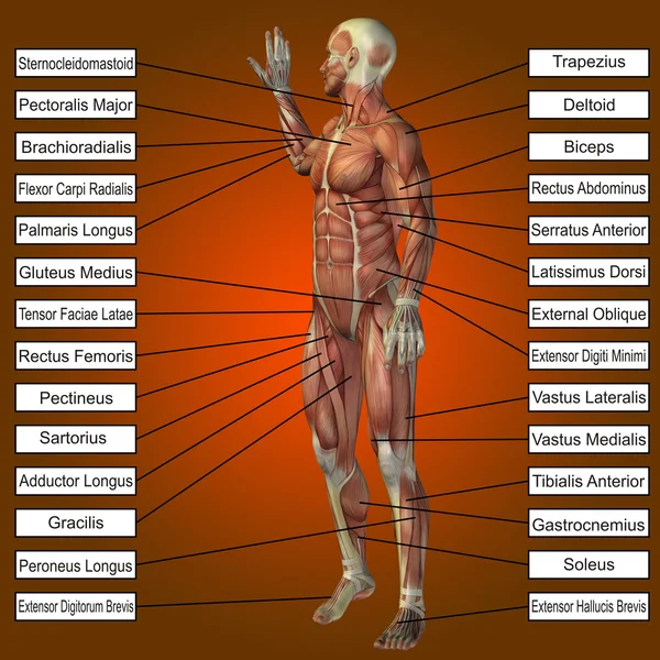 概念或概念的 3d 男性或人类解剖，男人的肌肉与橙色渐变背景上的文字 — 图库照片