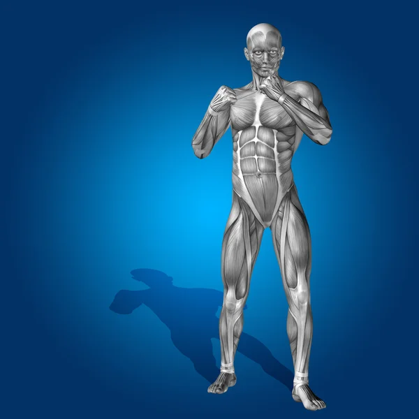 Concepto o conceptual fuerte cuerpo de anatomía humana o humana 3D con músculo para la salud o el deporte sobre fondo azul — Foto de Stock