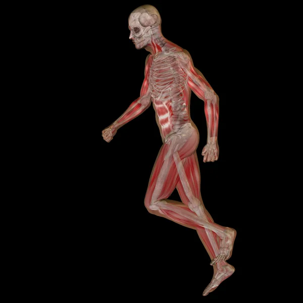 Nagy felbontású fogalmi ember vagy a 3D-s az emberi anatómia vagy a test illusztráció elszigetelt fekete háttér — Stock Fotó