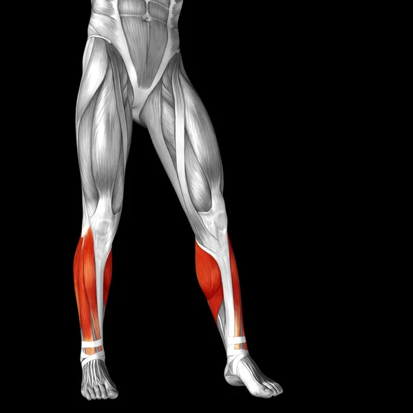 Ower legs anatomy — Stock Photo, Image