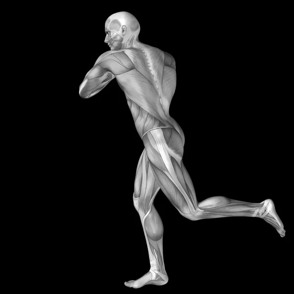 3D člověka nebo člověka s svaly anatomie nebo sportovní vzory. Muž, izolované na černém pozadí — Stock fotografie
