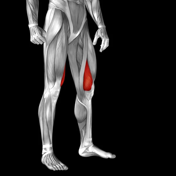 Upper legs anatomy — Stock Photo, Image