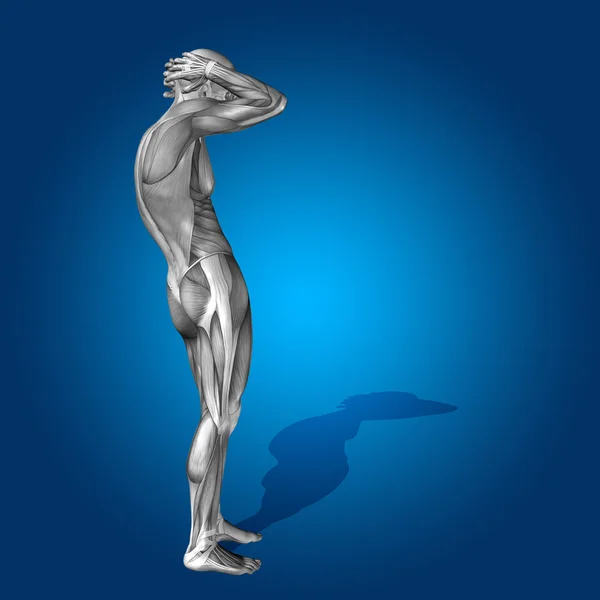 Концепция или концептуальный каменный человек или человек 3D анатомии тела с мышцами для здоровья или спорта на синем фоне — стоковое фото