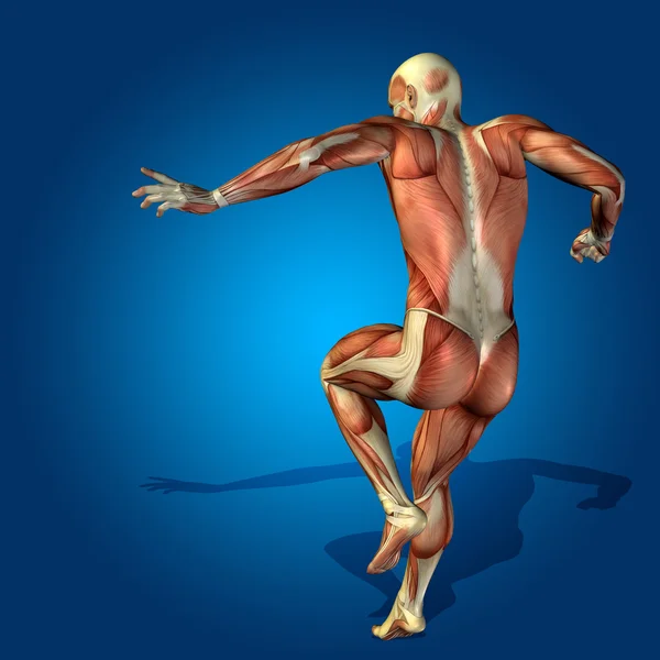 Έννοια ή εννοιολογική stong ανθρώπινη ή 3d ανατομία σώμα ανθρώπου με μυών για υγεία ή αθλητισμού πέρα από το μπλε υπόβαθρο — Φωτογραφία Αρχείου