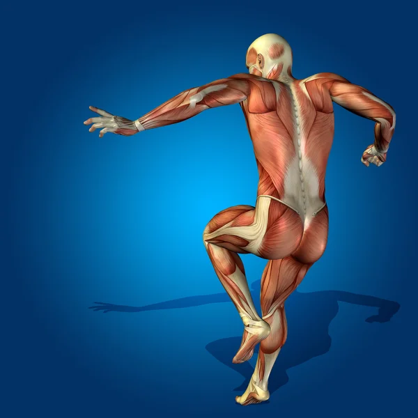 Concetto o stong concettuale corpo anatomico umano o uomo 3D con muscoli per la salute o lo sport su sfondo blu — Foto Stock