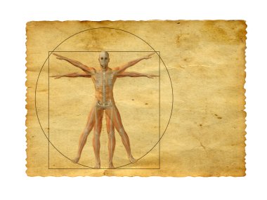 vitruvian human body drawing clipart