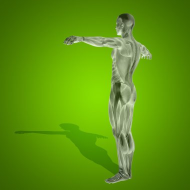 kavramsal stong insan