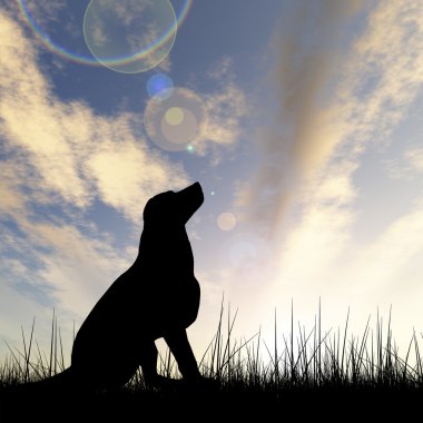 Kavram ya da kavramsal genç güzel siyah şirin köpek siluet çim veya çayır üzerinde bir gökyüzü günbatımı manzara arka plan