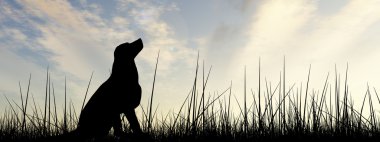 Kavram ya da kavramsal genç güzel siyah şirin köpek siluet çim veya çayır üzerinde bir gökyüzü günbatımı manzara afiş arka plan