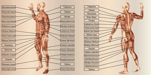 Man anatomy and muscles — Stock Photo, Image