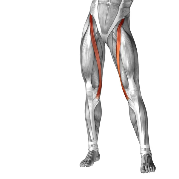 Anatomia conceitual da perna superior humana 3D ou anatômica e muscular isolada em branco — Fotografia de Stock