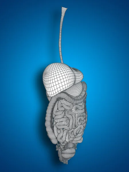Concept ou conceptuel anatomique femme humaine 3D treillis métallique système digestif sur fond bleu — Photo