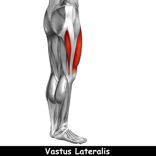 Концепция или концептуальная 3D анатомия верхней ноги человека или анатомические и мышцы, изолированные на белом фоне — стоковое фото
