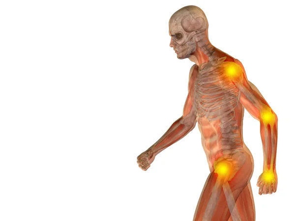 Anatomie des Menschen — Stockfoto