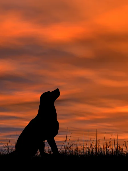 Concetto o concettuale giovane bella nero carino cane silhouette in erba o prato sopra un cielo al tramonto paesaggio sfondo — Foto Stock