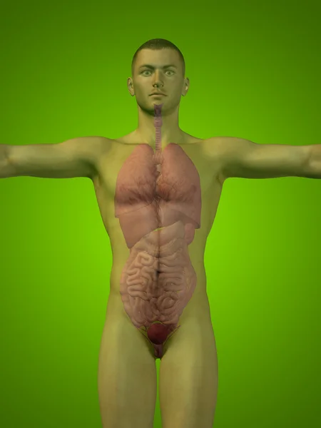 Concepto conceptual 3D estructura humana con órganos internos, digestivo, pulmones y sistema circulatorio sobre fondo verde — Foto de Stock