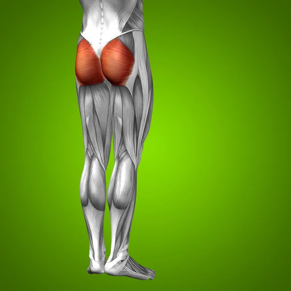 Anatomia das pernas humanas — Fotografia de Stock