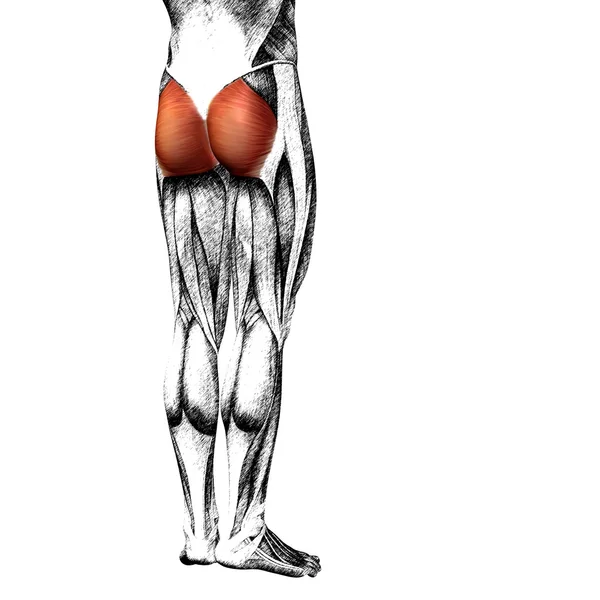 Piernas humanas anatomía — Foto de Stock