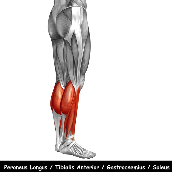 Concept or conceptual 3D human lower leg anatomy or anatomical and muscle isolated on white background — Stock Photo, Image