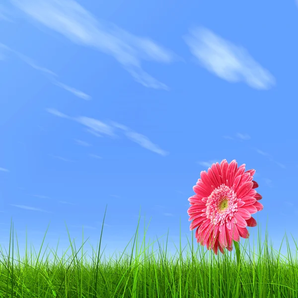 Concept ou concept vert frais été ou printemps champ d'herbe et une fleur sur un fond de ciel bleu — Photo