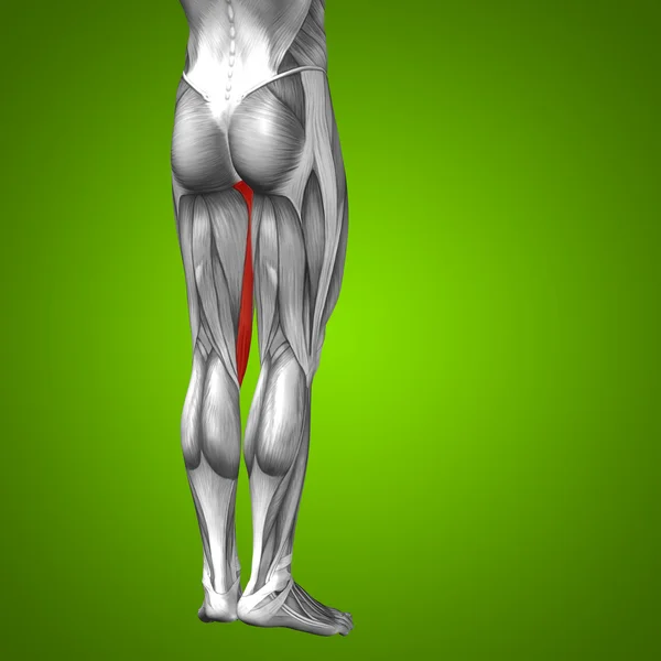 Anatomie lidské nohy — Stock fotografie