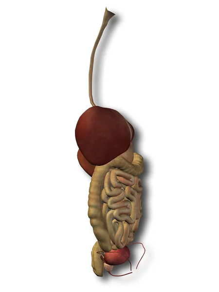 Human  digestive system — Stock Photo, Image