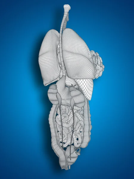 Concepto anatómica conceptual mujer humana 3D negro alambre malla sistema digestivo sobre fondo azul — Foto de Stock